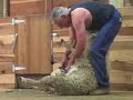 Deep Cut Sheep In New Zealand