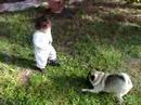 Baby pwns Pug Dog ~