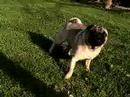 Baby pwns Pug Dog ~