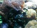acquario di barriera