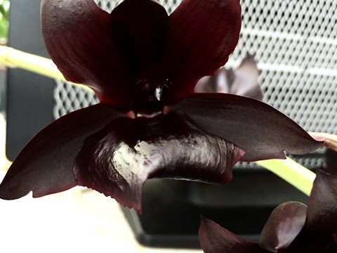 how to fertilize orchids for bloom