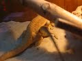 accouplement pogona vitticeps