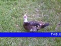 Cantankerous Duck