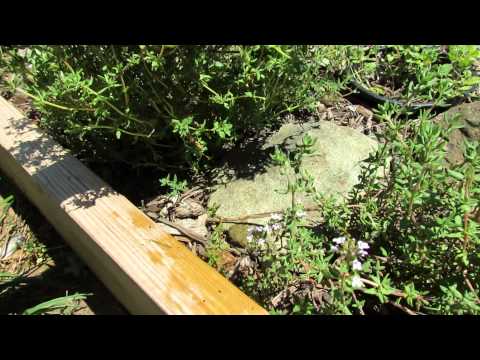 how to transplant thyme