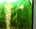 discus discus