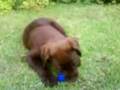 videos de Alfie, Chocolate Lab Puppy