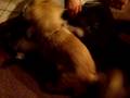 videos de Hund