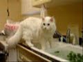 A White Cat Washing Vegetables Part2