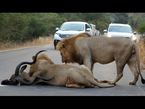 Leones cazan y comen un antílope entre los autos