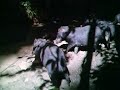 white lipped peccary