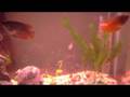 Acuario Again :O