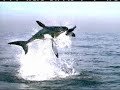 Ataque tiburon