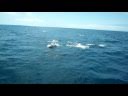 videos de Dolphins in the Bay of Plenty