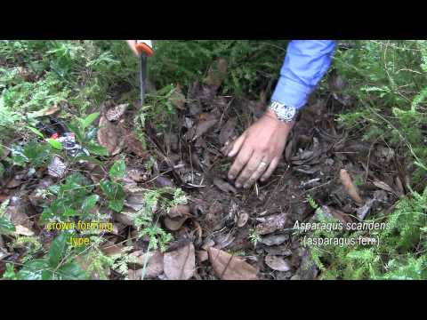 how to fertilize asparagus fern