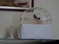 videos de Bicudo Desacato ( Pardo)