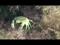 Sweden Video