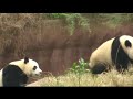 Chengdu Pandas, 2007 - ???????????