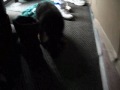 New Puppy Colt!