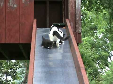 Kittensyoutube on Kittens   Kittens That Are Living In My Old Playhouse Are Learning How