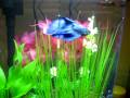 Culligan the Betta Fish in his 5 Gallon Eclipse Hex Tank