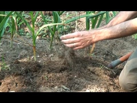 how to harvest and store garlic