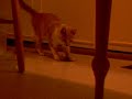 Tiger the kitty playing Tiger the kitty playing