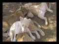lions 2009.wmv