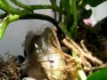 videos de Dumpy tree frog