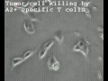 Tumor Cell Killing  A2+ T cells.AVI