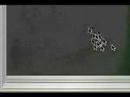 mouse repetition