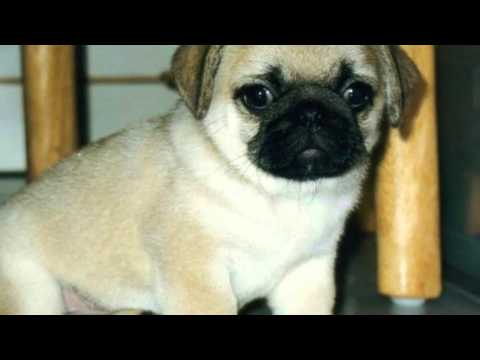 how to care pug puppy