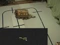 robot cat-bus track goal robot cat-bus track goal
