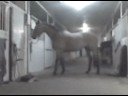 Pawing Pony