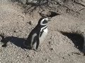 Happy penguin Happy penguin