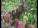 Dobe puppy Dobe puppy
