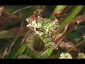 Green Hell - trailer