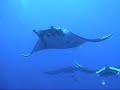 Diving with Mantas at Socorro Island from Solmar V