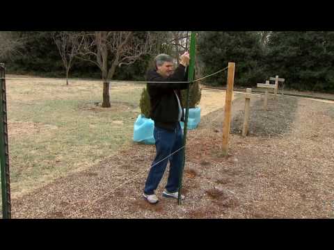 how to replant a grape vine