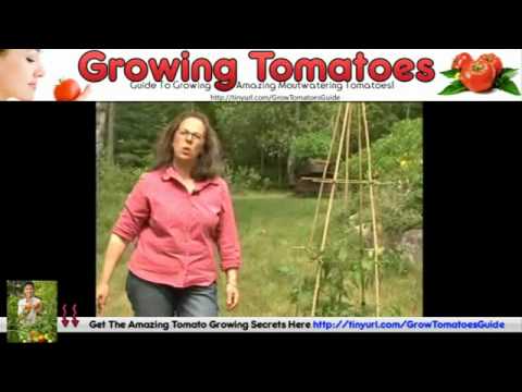 how to grow juicy tasty tomatoes