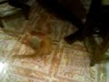 Gato menso atorado Gato menso atorado