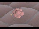 http://www.proteolysis.orgEndothelin-converting enzyme-1 is involved in the proteolytic processing of endothelin-1 (EDN1; MIM 131240), -2 (EDN2; MIM 131241), and -3 (EDN3; MIM 131242) to biologically active peptides.http://www.proteolysis.org/proteases/m_summarypg/pmap.41815Prostate cancer is a disease in which cancer develops in the prostate, a gland in the male reproductive system. It occurs when cells of the prostate mutate and begin to multiply out of control. These cells may spread (metastasize) from the prostate to other parts of the body, especially the bones and lymph nodes. Prostate cancer may cause pain, difficulty in urinating, erectile dysfunction and other symptoms.Endothelins are proteins that constrict blood vessels and raise blood pressure. They are normally kept in balance by other mechanisms, but when they are over-expressed, they contribute to high blood pressure (hypertension) and heart disease.The ubiquitous distribution of endothelin peptides and receptors implicates its involvement in a wide variety of physiological and pathological processes in the body. Among numerous diseases potentially occurring from endothelin dysregulation are: several types of cancer; cerebral vasospasm following subarachnoid hemorrhage; arterial hypertension and other cardiovascular disorders; pain mediation