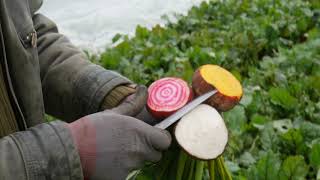 The Green Barn and the Beetroot