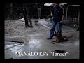 MANALO K9's TARSIER
