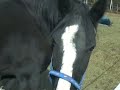 Beautiful Horses