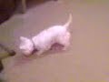 Laserdog.3gp