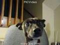 Dog Vlog-just vloggin'