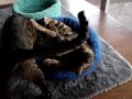 two cats share one bed two cats share one bed