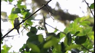 Broadbills produce klaxon-like song with their wings