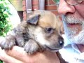 Part 2- Puppies abandoned, Chiots abandonn�s mais sauv�s.