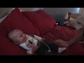 pitbull eats baby declan